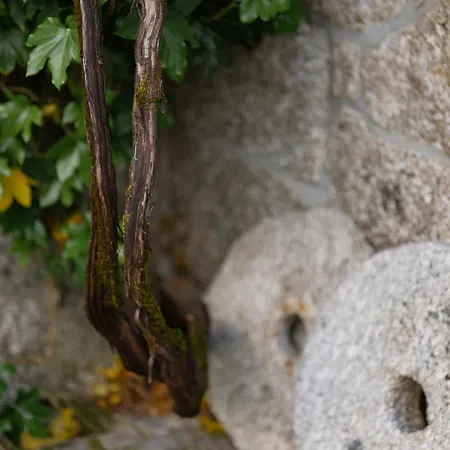 Κατάλυμα σε φάρμα Quinta De Calvelos Vieira do Minho